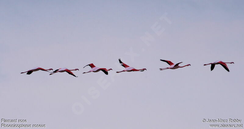 Flamant rose