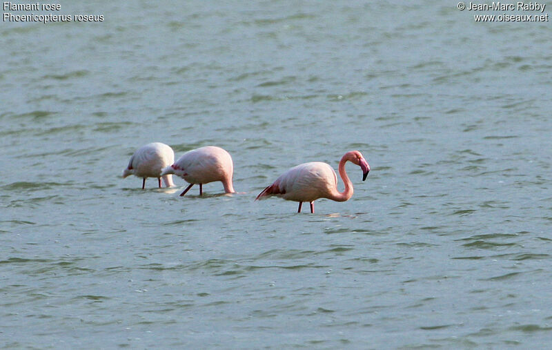 Flamant rose