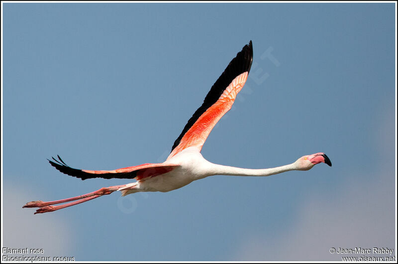 Greater Flamingo, Flight