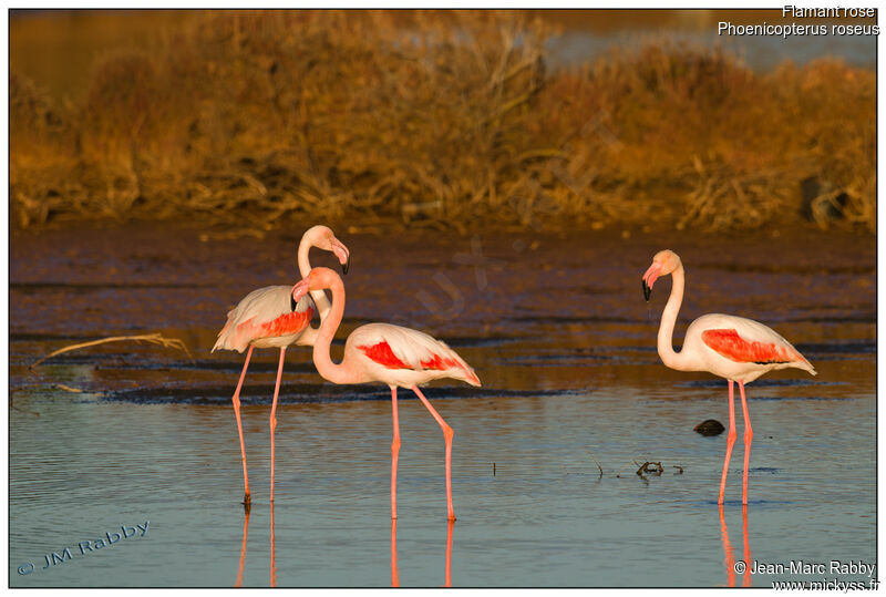 Flamant rose3ème année, identification