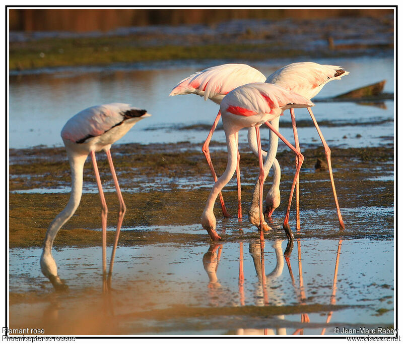 Greater Flamingo, identification