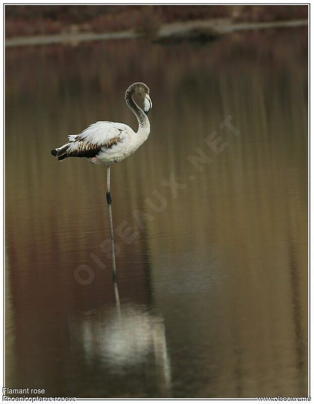 Greater Flamingoimmature, identification