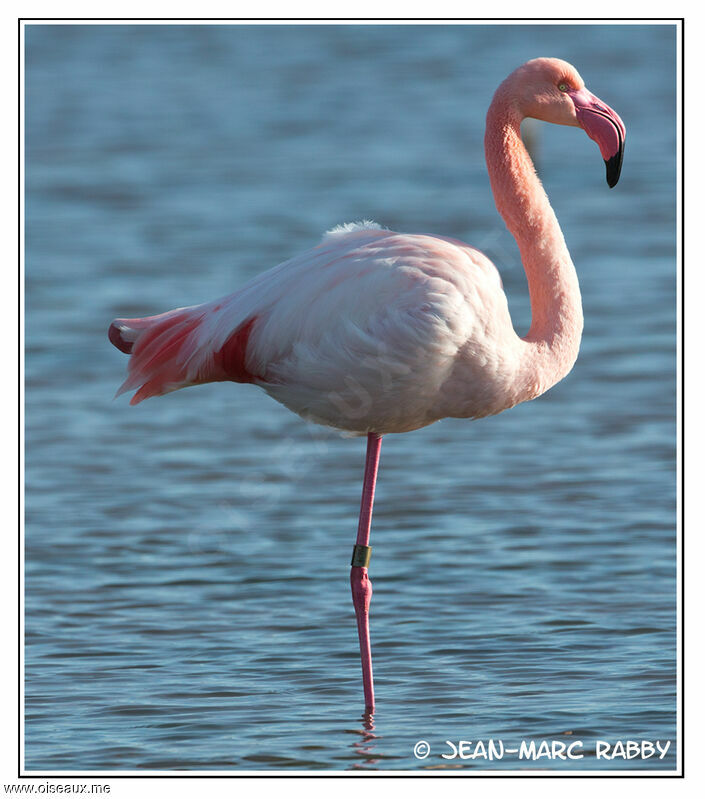 Greater Flamingo, identification