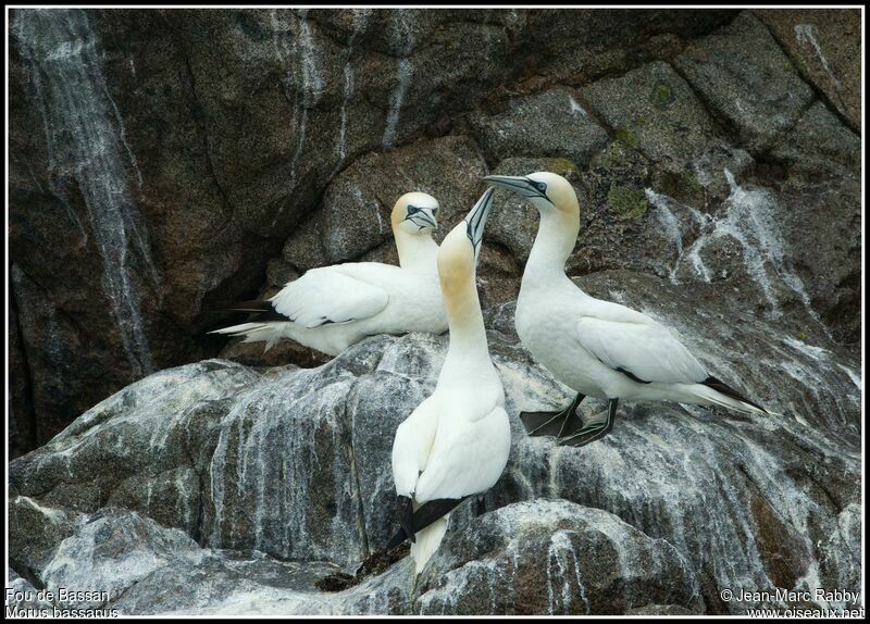 Northern Gannet, identification