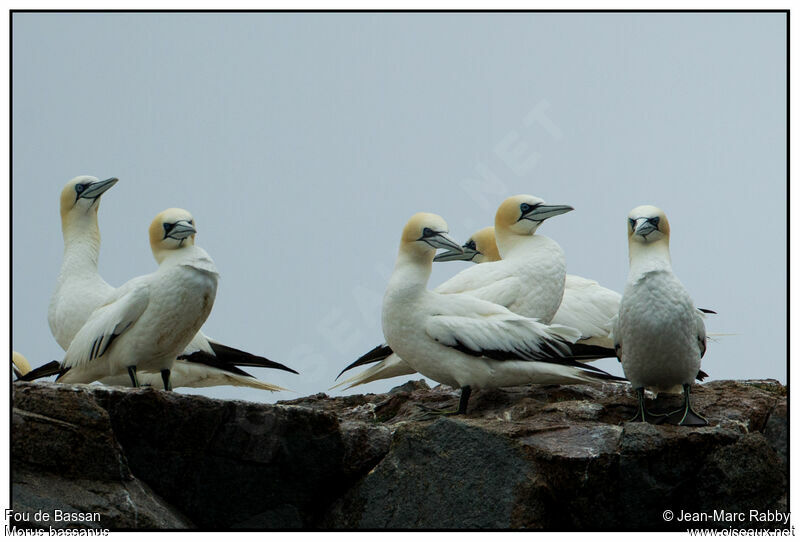 Northern Gannet, identification