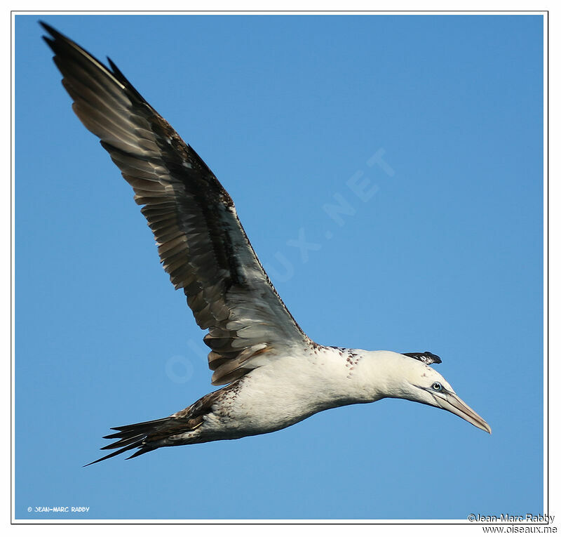 Northern Gannet, identification