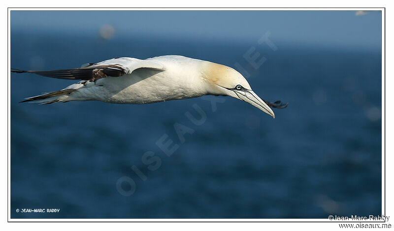 Northern Gannet, Flight