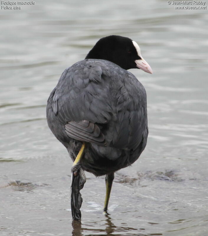 Eurasian Coot, identification