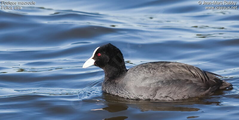 Foulque macroule, identification