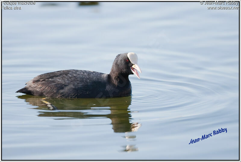 Foulque macroule, identification