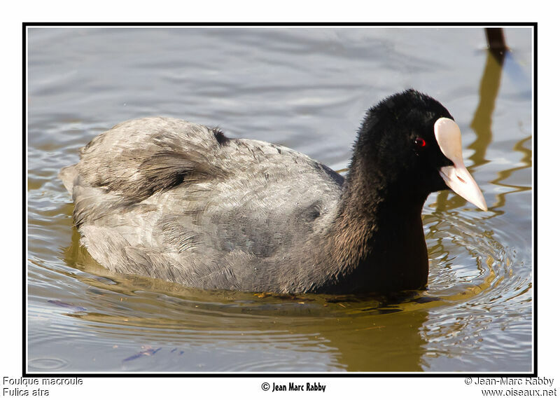 Foulque macroule, identification