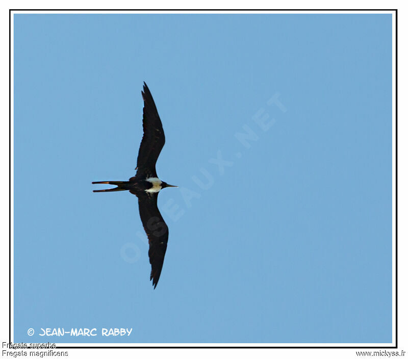 Magnificent Frigatebird, Flight