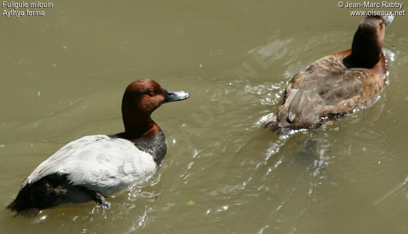 Common Pochard , identification