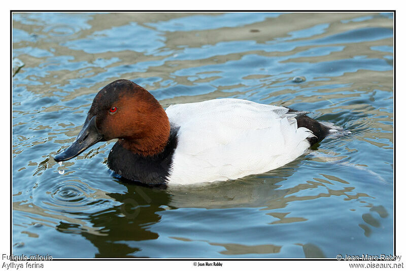 Common Pochard, identification