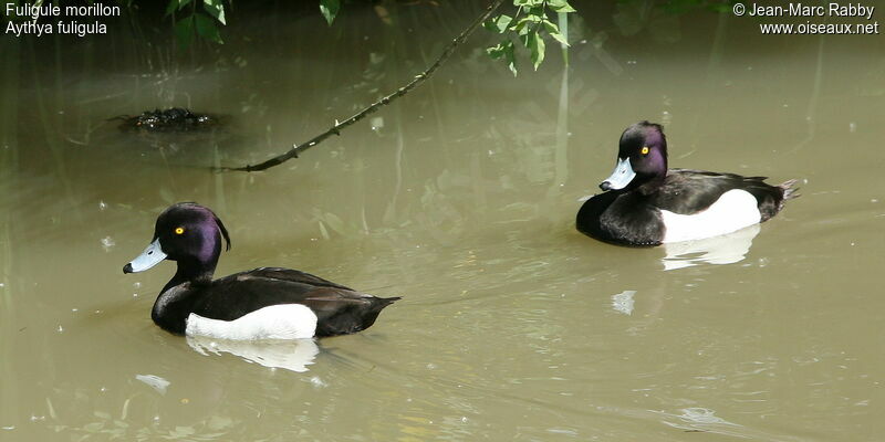 Tufted Duck male, identification