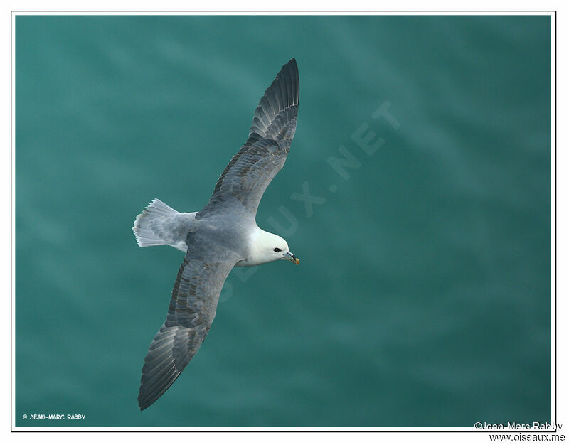 Fulmar boréal, Vol