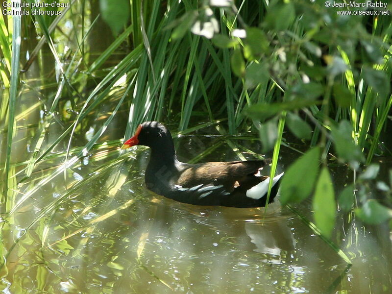 Common Moorhen, identification