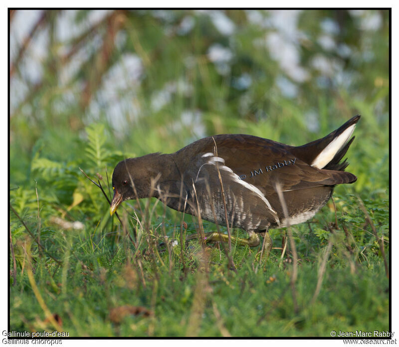 Common Moorhenjuvenile, identification