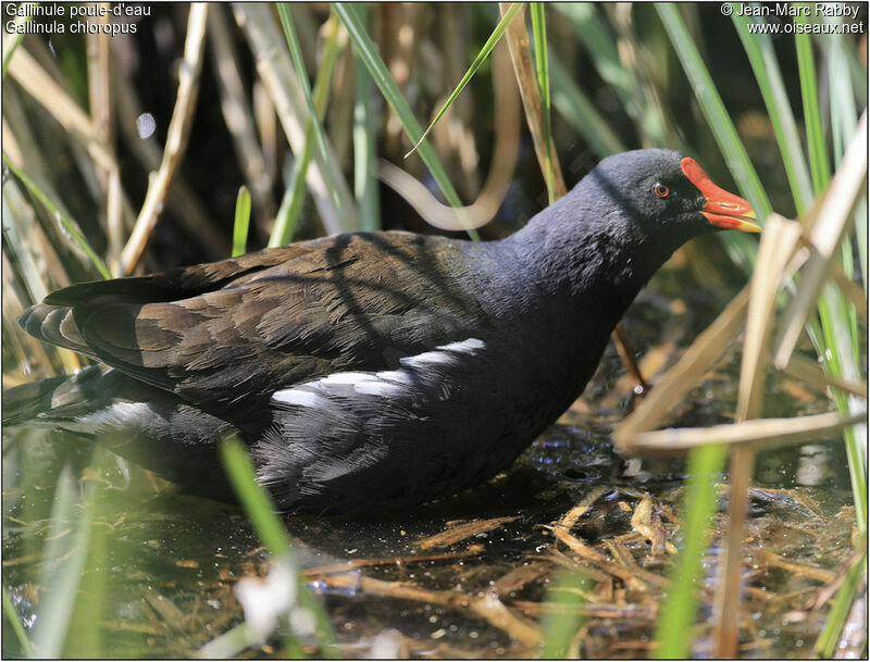 Common Moorhen, identification