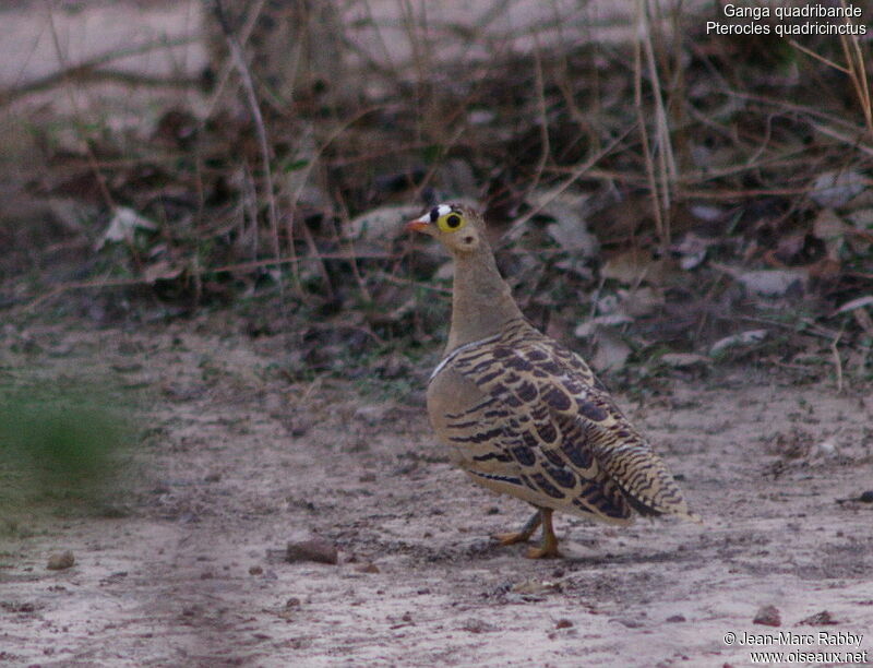 Four-banded Sandgrouse