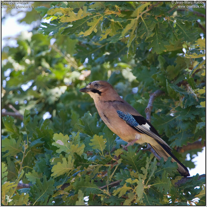 Geai des chênes, identification