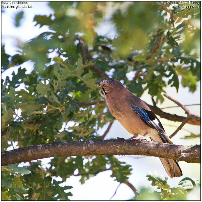 Geai des chênes, identification