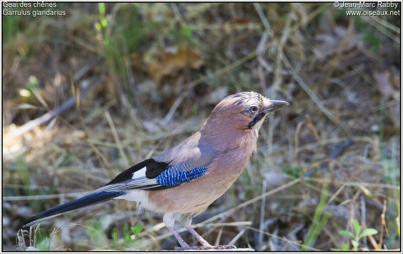 Geai des chênes, identification