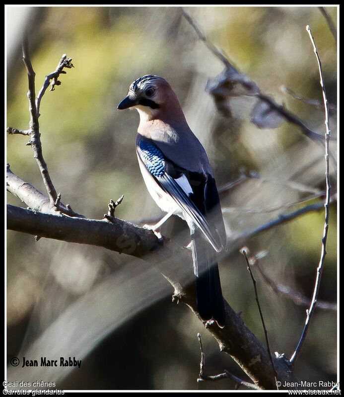 Eurasian Jay, identification