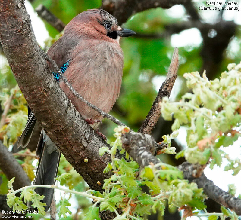 Eurasian Jay