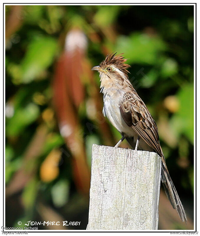 Striped Cuckoo, identification