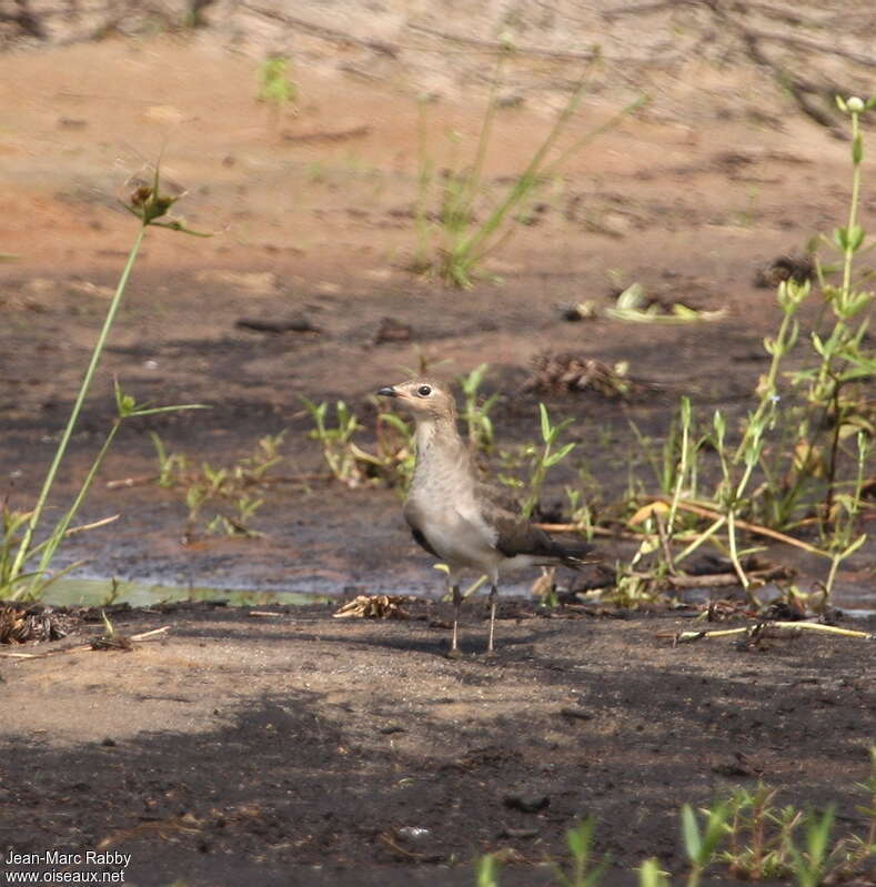 Black-winged PratincoleFirst year, identification