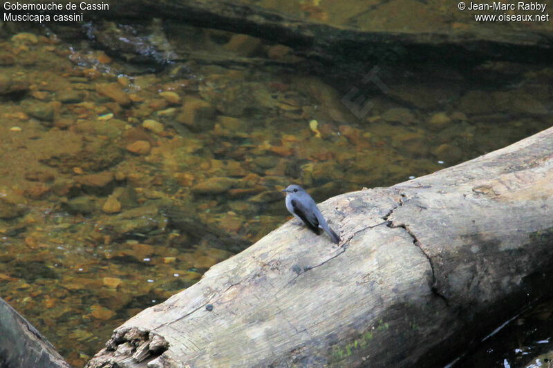 Cassin's Flycatcher, identification