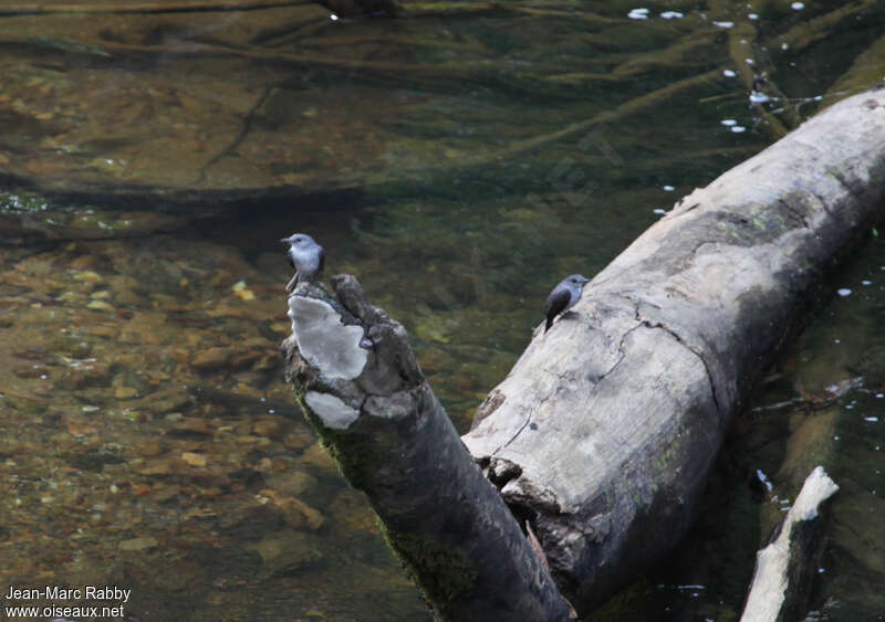 Cassin's Flycatcheradult, habitat, Behaviour