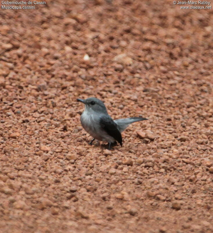 Cassin's Flycatcher, identification