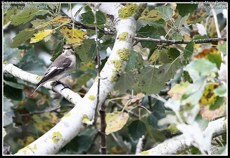 Gobemouche noir femelle, identification