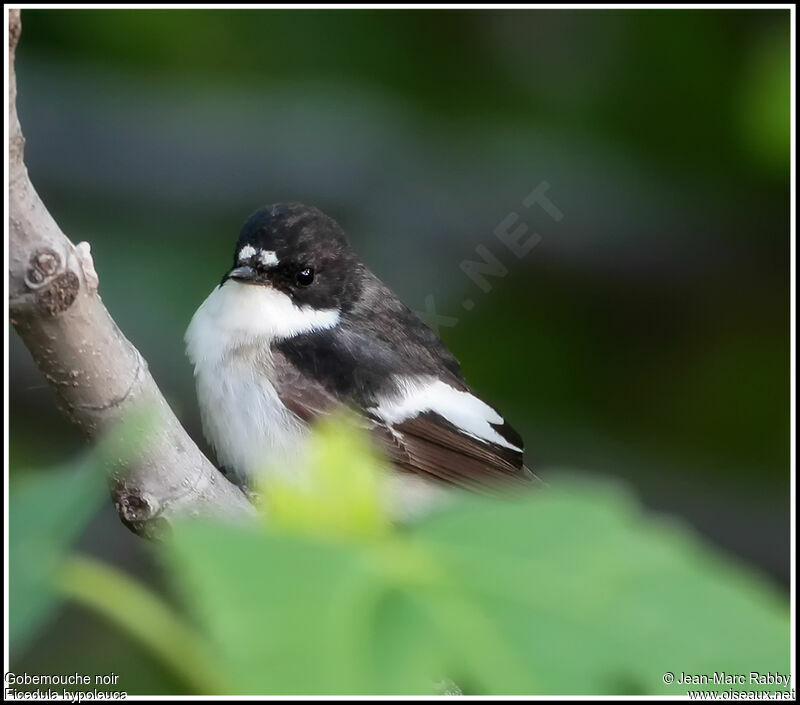 European Pied Flycatcher male, identification