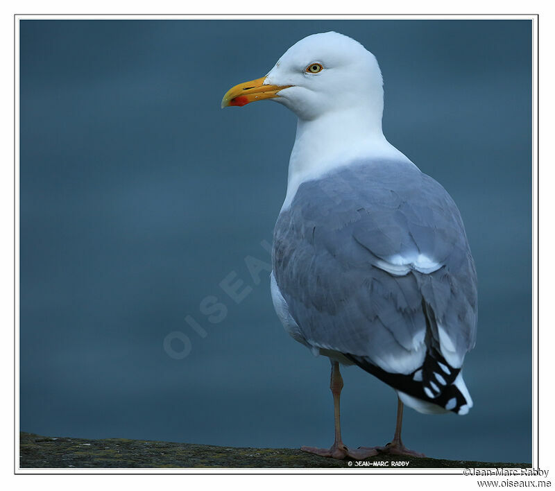 European Herring Gull, identification