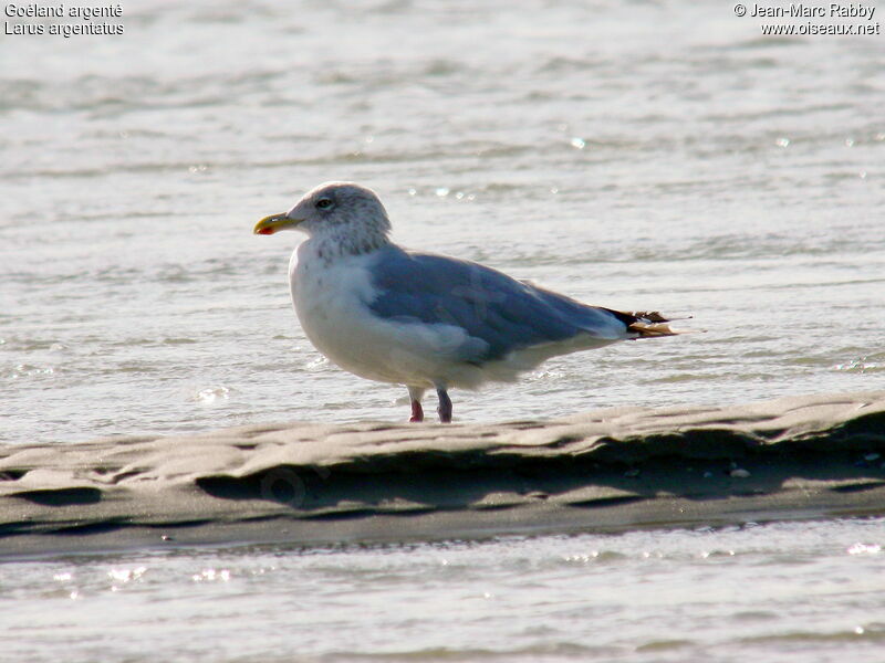 European Herring Gull, identification