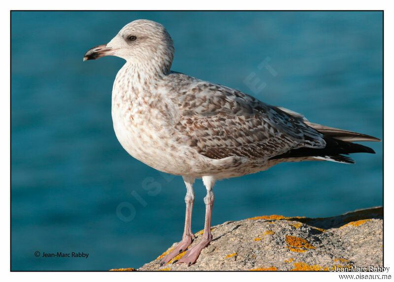 European Herring Gull, identification