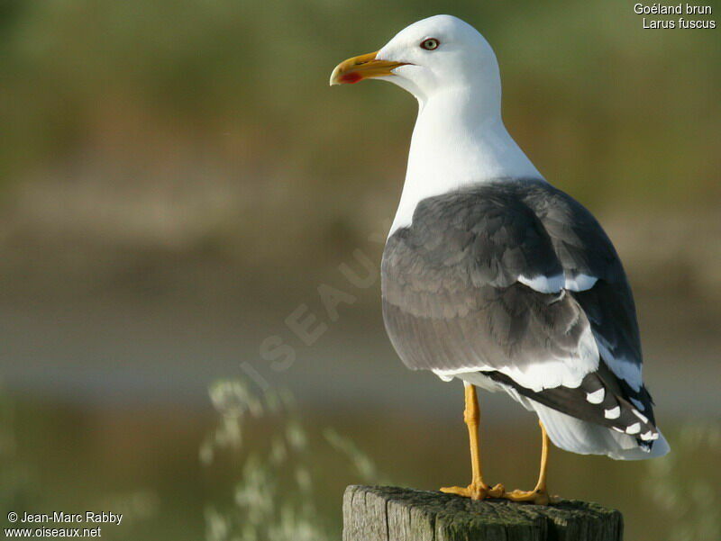 Lesser Black-backed Gull