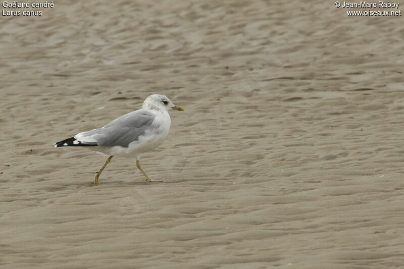 Common Gulladult, identification