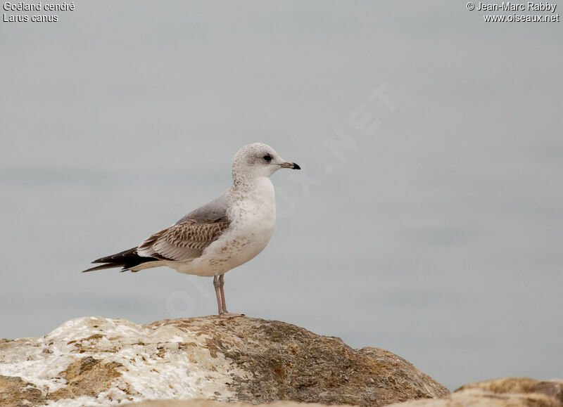 Common GullFirst year, identification