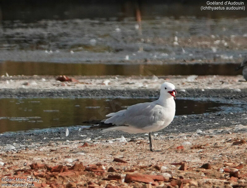 Audouin's Gull