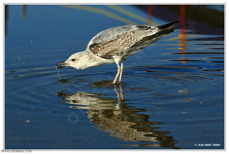 Yellow-legged Gullimmature, identification