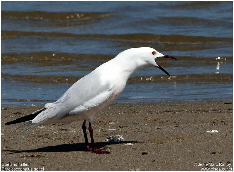 Goéland railleur, identification