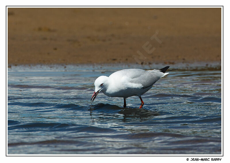 Slender-billed Gull, identification