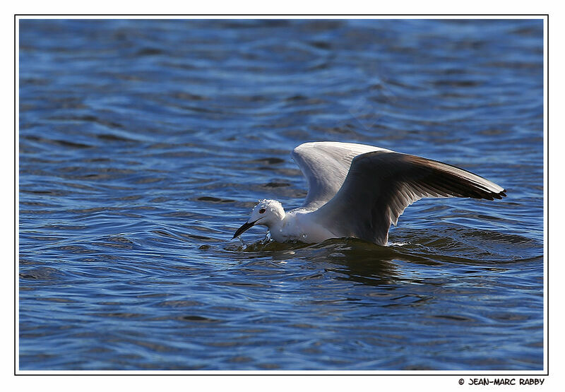 Slender-billed Gull, identification