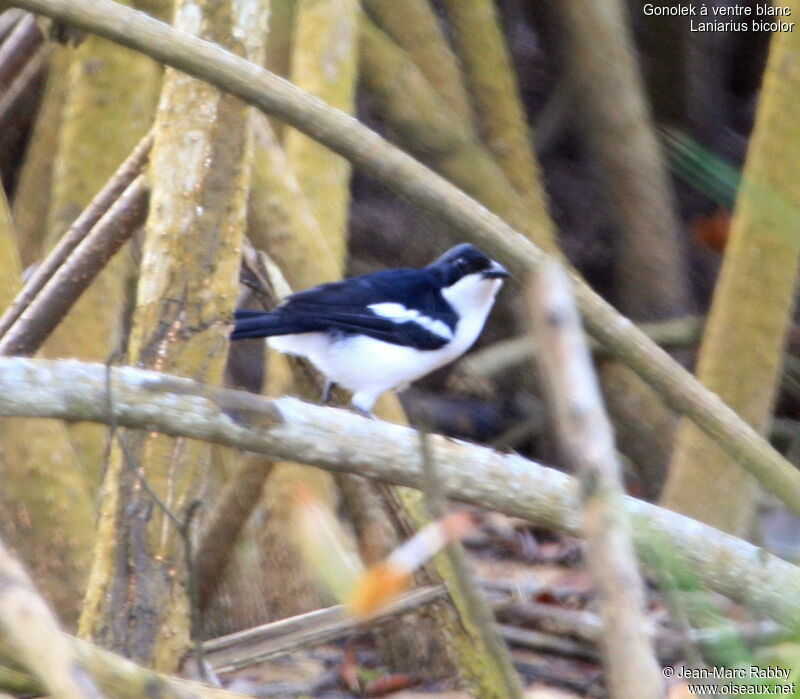 Swamp Boubou