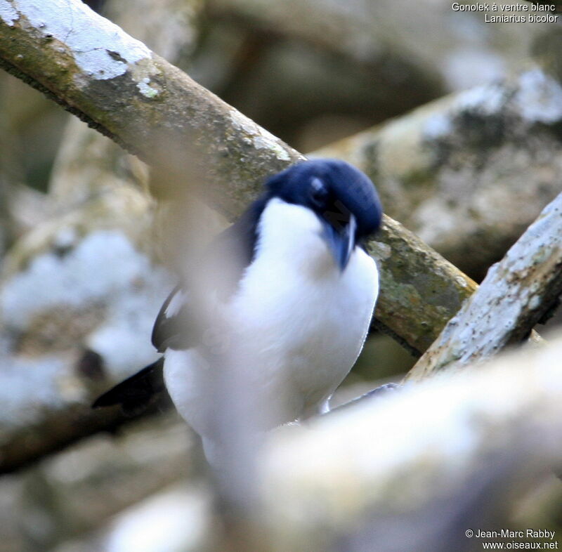 Swamp Boubou