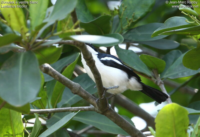 Swamp Boubou